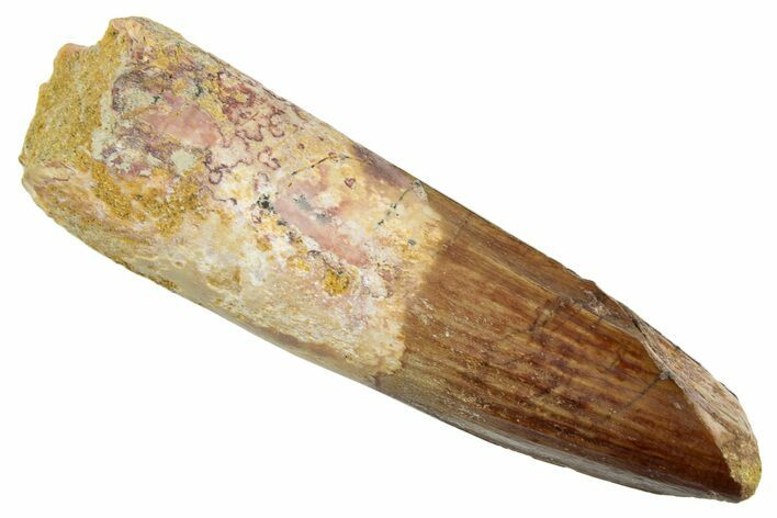 Fossil Spinosaurus Tooth - Real Dinosaur Tooth #265061